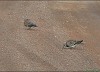 TORTORA SELVATICA (streptopelia turtur) - Foto di M.Cortemiglia