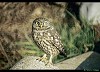 CIVETTA (athene noctua) - Foto di G.Conca
