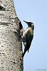 PICCHIO VERDE (picus viridis) - Foto di G.Conca