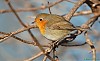 PETTIROSSO (erithacus rubecula) - Foto di F.Garofoli