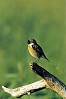 SALTIMPALO (saxicola torquatus) - Foto di G.Conca