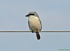 AVERLA MAGGIORE (lanius excubitor) - Foto di M.Cortemiglia