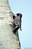 STORNO (sturnus vulgaris) - Foto di G.Conca