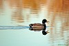 GERMANO REALE (anas platyrhynchos) - Foto di F.Garofoli