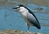 NITTICORA (nycticorax nycticorax) - Foto di E.Vigo