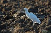 AIRONE GUARDABUOI (bubulcus ibis) - Foto di F.Garofoli