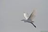 GARZETTA (egretta garzetta) - Foto di M.Cortemiglia