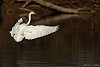 AIRONE BIANCO MAGGIORE (casmerodius albus) - Foto di F.Garofoli