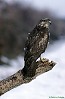 POIANA (buteo buteo) - Foto di G.Conca