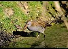PORCIGLIONE (rallus aquaticus) - Foto di G.Conca