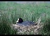 FOLAGA (fulica atra) - Foto di G.Conca