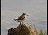 GAMBECCHIO (calidris minuta) - Foto di L.Romanoni