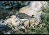 PIRO PIRO CULBIANCO (tringa ochropus) - Foto di G.Conca