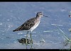 PIRO PIRO BOSCHERECCIO (tringa glareola) - Foto di G.Conca