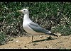 GABBIANO REALE (larus michahellis) - Foto di G.Conca
