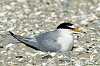 FRATICELLO (sterna albifrons) - Foto di G.Conca