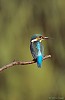 MARTIN PESCATORE (alcedo atthis) - Foto di G.Conca