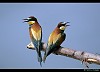 GRUCCIONE (merops apiaster) - Foto di G.Conca