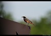 CODIROSSO (phoenicurus phoenicurus) - Foto di M.Cortemiglia