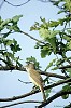 CANNARECCIONE(acrocephalus arundinaceus) - Foto di E.Vigo