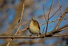LUI' PICCOLO (phylloscopus collybita) - Foto di F.Garofoli
