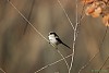 CODIBUGNOLO(aegithalos caudatus) - Foto di F.Garofoli