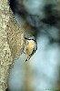 PICCHIO MURATORE (sitta europaea) - Foto di G.Conca