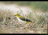 RIGOGOLO (oriolus oriolus) - Foto di G.Conca