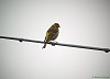 VERZELLINO (serinus serinus) - Foto di F.Gatti