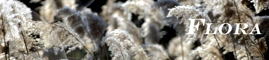 flora