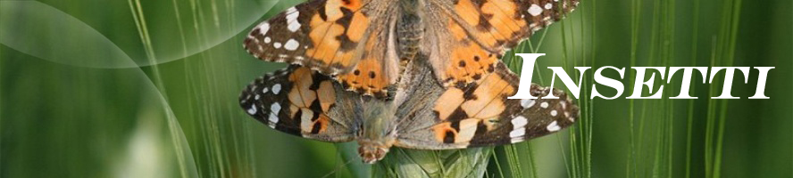 insetti