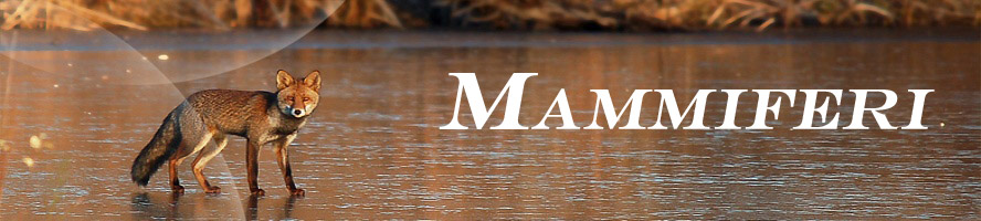 mammiferi