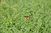 Monarca africana (Danaus chrysippus)