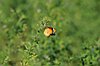 Monarca africana (Danaus chrysippus)