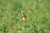 Monarca africana (Danaus chrysippus)
