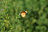Monarca africana (Danaus chrysippus)