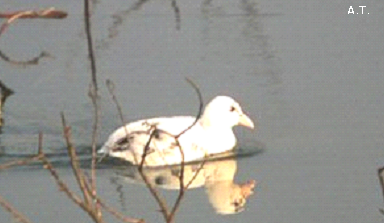 folaga albina